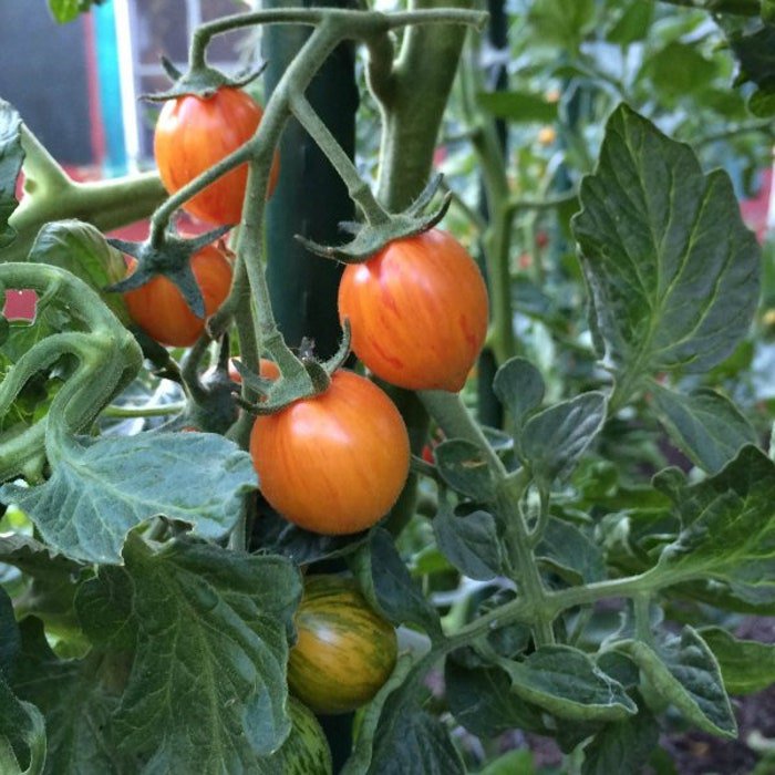 Yellow Sunrise Bumblebee Tomato Seeds