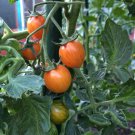 Yellow Sunrise Bumblebee Tomato Seeds