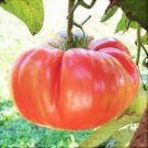 Ponderosa Pink Tomato Seeds