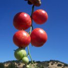 Sweet Carnernos Tomato Seeds
