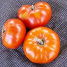 Hazelfield Farm Tomato Seeds