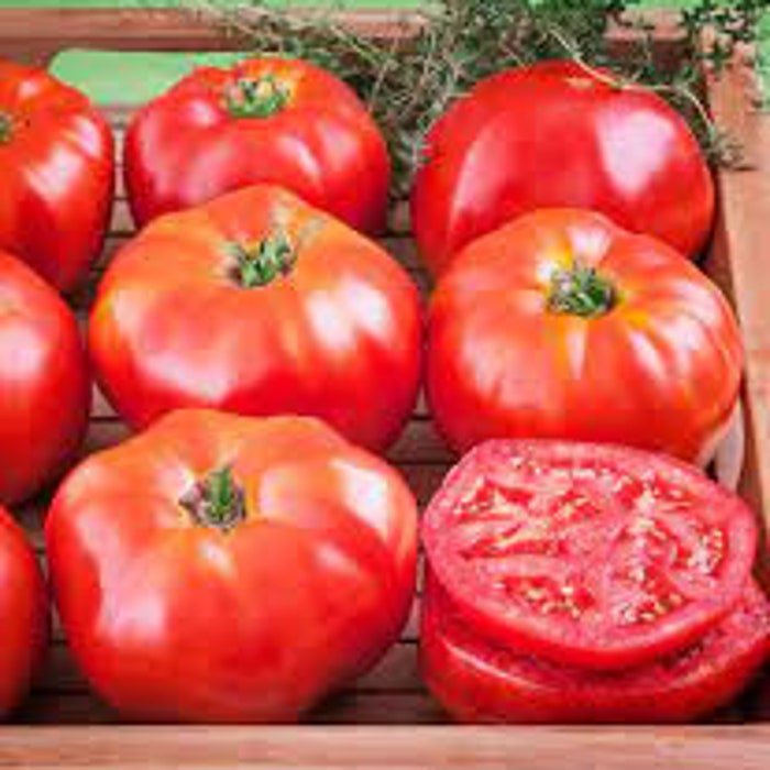 Ace 55 Tomato Seeds