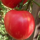 Pink Vernissage Tomato Seeds