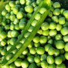 Knight Pea Seeds