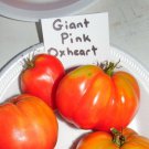 Giant Pink Oxheart Tomato Seeds