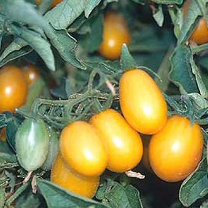 Small Yellow Plum Tomato Seeds