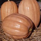 Dickenson Pumpkin Seeds