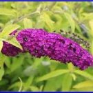 Evil Ways Butterfly Bush Seeds Line Green Leaves