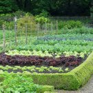 Medium Garden Survival Garden Emergency Food Seeds 36 Kinds Usa Seeds