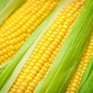 Golden Bantam Sweet Corn Organic Nontreated Seeds