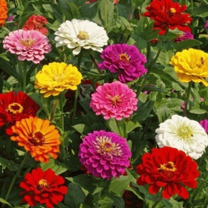 Zinnia Large Mix 30 Seeds Many Kinds & Color 34 Ft Tall