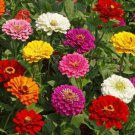 Zinnia Large Mix 30 Seeds Many Kinds & Color 34 Ft Tall