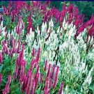 Candlestick Celosia Seeds Mixed Color