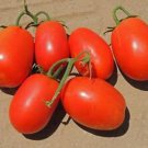 Rio Grande Tomato Seeds
