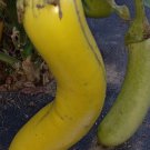 Louisiana Long Green Eggplant Seeds
