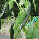 Pasilla Bajio Pepper Seeds