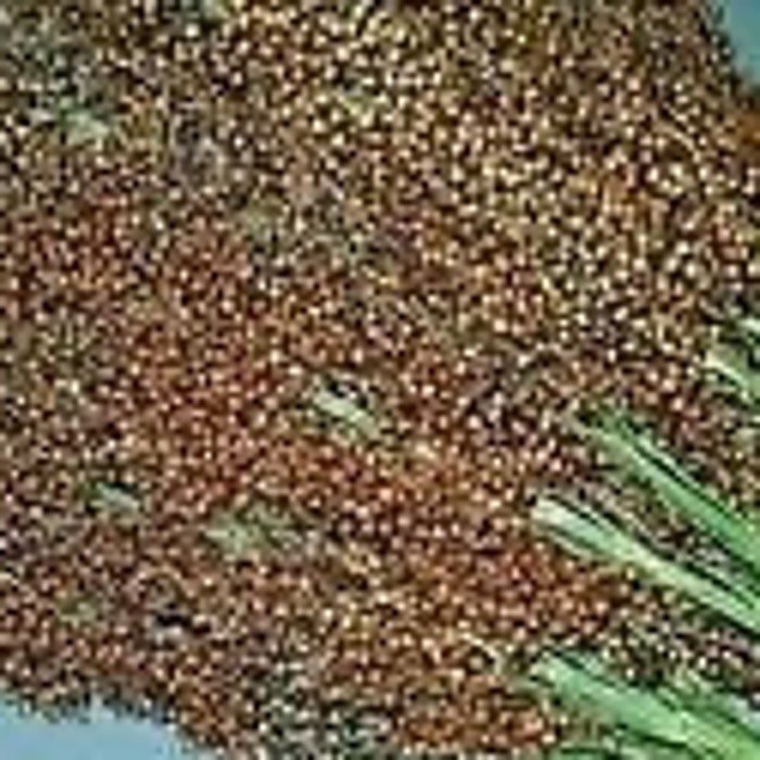 Yellow Bonnet Sorghum Seeds