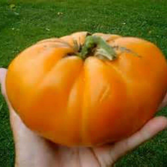 Amish Orange Tomato Seeds