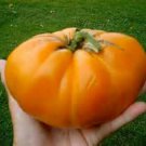 Amish Orange Tomato Seeds