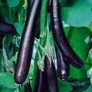 Beautiful Long Purple Eggplant Seeds