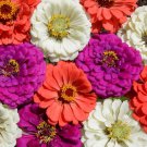 Under The Sea Zinnia Seed Mix