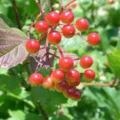 American Cranberry Seeds