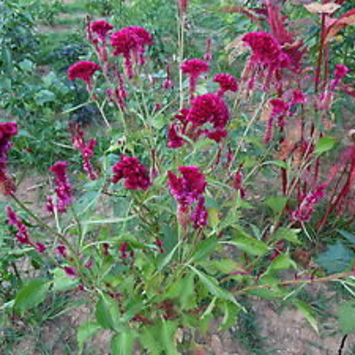 Tall Reddishpurple Head Brain Celosia Seeds