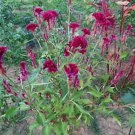 Tall Reddishpurple Head Brain Celosia Seeds