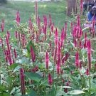 Hot Purple Candlestick Celosia Seeds