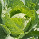 Copenhagen Market Cabbage Seeds