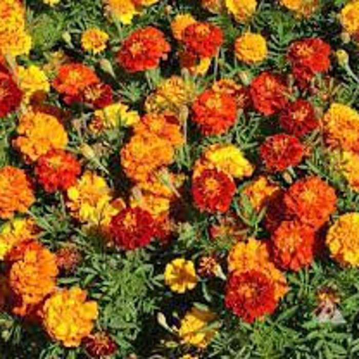 Sparky Marigold Mix Seeds
