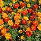 Sparky Marigold Mix Seeds
