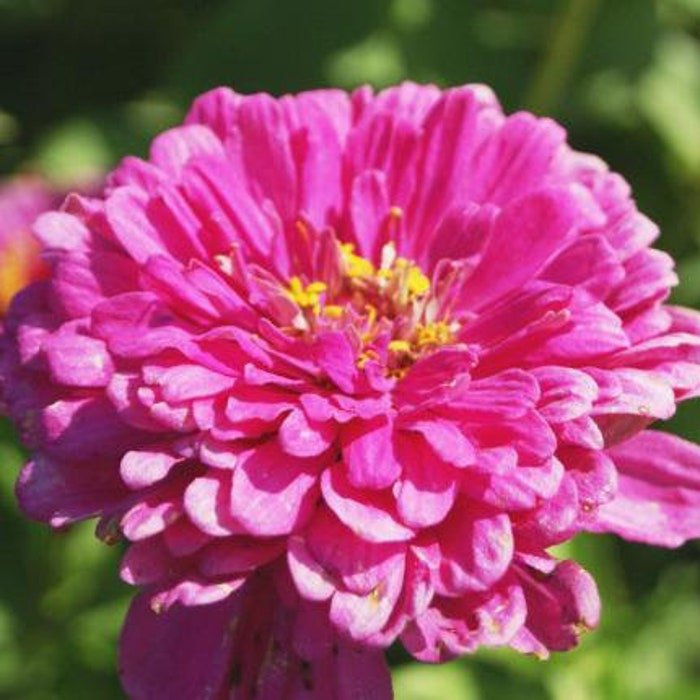 Exquisite Pink Zinnia Seeds