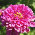Exquisite Pink Zinnia Seeds