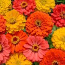 Fruit Smoothie Zinnia Seed Mix