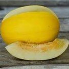 Amarillo Ore Melon Seeds
