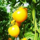 Peach Tomato Seeds