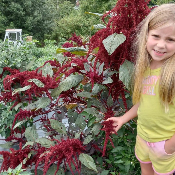 Red Calaloo Amaranth Seeds