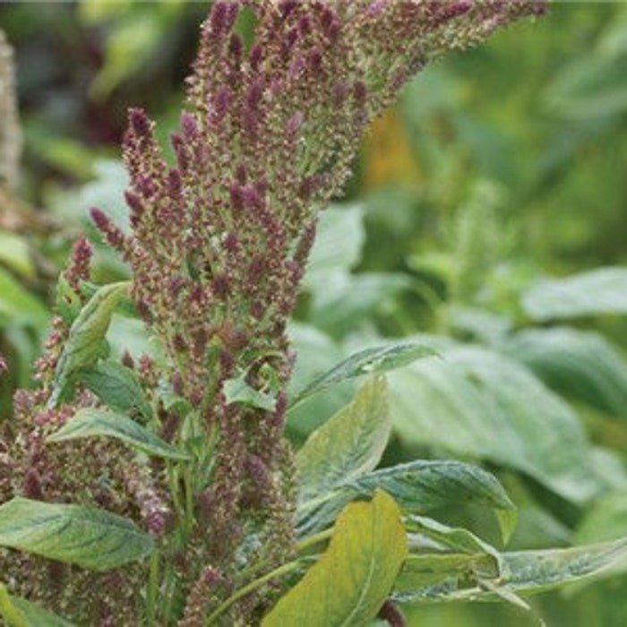 Amaranth Thai Rw Seeds