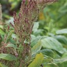 Amaranth Thai Rw Seeds