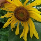 Arikara Sunflower Seeds