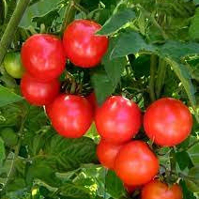 Chadwick Cherry Tomato Seeds