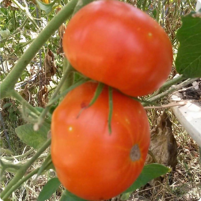 Caribe Tomato Seeds