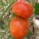 Caribe Tomato Seeds