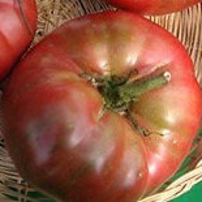 Black From Tula Tomato Seeds