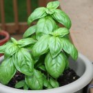 Genovese Basil Seeds