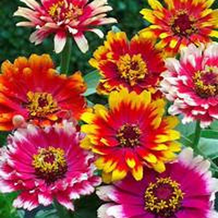 Swirls Zinnia Seed