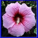 Beautiful Pink Hardy Hibiscus 10 Seeds