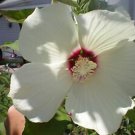 Beautiful Huge White W Purple Center Dinner Plate Hibiscus Seeds