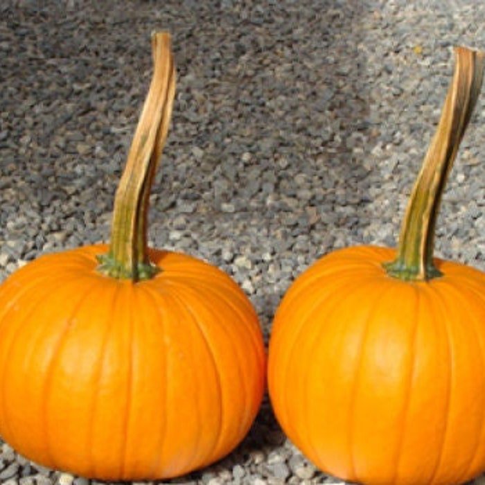 Long Handle Field Trip Pumpkin Seeds